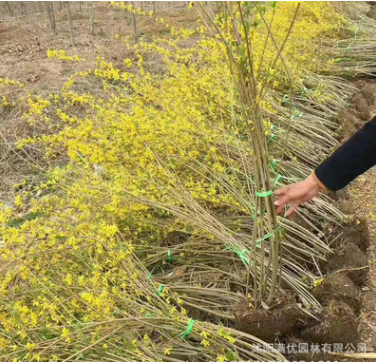 批發(fā)叢生連翹 攀援花卉 庭院植物 花灌木 護(hù)坡苗木道路工程綠化