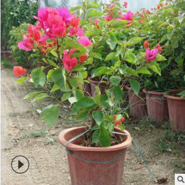 現貨主題園造型花卉 庭院室內盆栽 多樣規格紅花三角梅