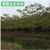 福建漳州綠化苗木 園林綠化木棉