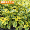 金邊假連翹袋苗 庭院小區綠化園林植物苗圃 變葉木