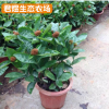 大葉仙丹 庭院小區綠化苗木 庭院花卉植物 百日紅四季開花
