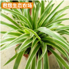 生態農場金邊吊蘭綠蘿吊蘭苗批發 盆栽植物綠植吊蘭花卉吊蘭花苗
