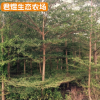 苗圃基地小葉欖仁樹 錦葉欖仁 福建綠化苗木細葉欖仁批發行道樹