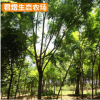 基地供應福建藍花楹樹苗 綠化工程苗木藍花楹風景樹 規格齊全