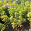 基地復(fù)葉槭批發(fā) 盆栽庭院 園林綠化 行道樹復(fù)葉槭 落葉喬木