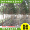 大葉女貞 高桿女貞 綠化工程苗木 規(guī)格齊全 產(chǎn)地直銷
