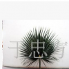 保鮮圓葉 保鮮樹葉 保鮮棕櫚葉 華棕棕櫚樹葉 仿真樹葉工藝品