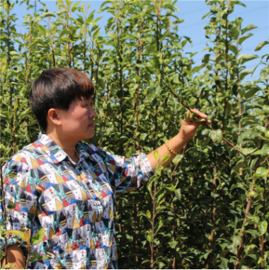 梨樹苗豐產穩豐量大價優地栽早酥紅梨樹苗個大脆甜可嫁接梨樹苗