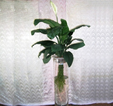 花之物語水培白掌 水培植物批發
