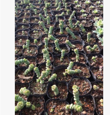 供應多肉植物白牡丹，白美人，錢串