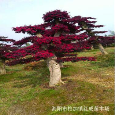 藝術(shù)造型 葉片飽滿造型紅花繼木樁 國棟苗木基地 瀏陽柏加苗木