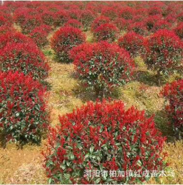 供應(yīng)紅葉石楠球冠幅60公分-1.5米紅葉石楠球價格 柏加紅葉石楠球