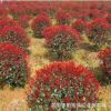 供應紅葉石楠球冠幅60公分-1.5米紅葉石楠球價格 柏加紅葉石楠球