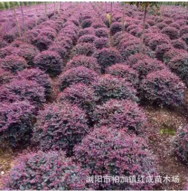 批發(fā)高度80 100 120 150公分紅花繼木柱子 紅花繼木球紅花繼木苗