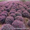 批發高度80 100 120 150公分紅花繼木柱子 紅花繼木球紅花繼木苗