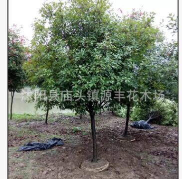 常年供應 紅葉石楠大小杯 紅葉石楠樹 紅葉石楠球