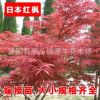 批發紅楓 日本紅楓 棕櫚 大葉黃楊 麥冬 高桿女貞