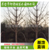供應(yīng)銀杏樹(shù) 風(fēng)景庭蔭防護(hù)白果樹(shù) 綠化樹(shù)木 白果樹(shù)苗行道樹(shù)苗