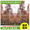 水杉批發(fā) 綠化苗木 行道樹(shù)水杉苗 基地直銷(xiāo) 風(fēng)景美化工程
