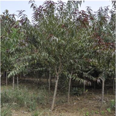 基地供應綠化苗木 優質紅葉碧桃小苗 紫葉碧桃樹苗