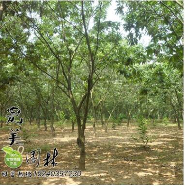 供應園林綠化板栗樹