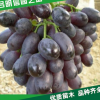 【明信園藝】大量批發(fā)巨峰葡萄苗 等多種品種葡萄苗