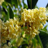 批發(fā)供應(yīng) 桂花樹苗 桂花苗 桂花樹 八月金桂綠化苗木 基地直銷