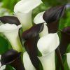 彩色馬蹄蓮種球帶芽馬蹄蓮花苗花卉盆栽當(dāng)年開花 馬蹄蓮種子批發(fā)