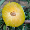 蜂糖李苗——大量供應(yīng)蜜汁般風(fēng)味的果樹李子苗