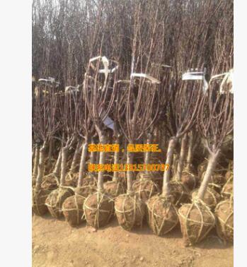 基地直銷綠化工程苗木 大小規格榆葉梅3-4公分 榆葉梅苗