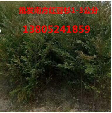 批發南方紅豆杉苗 1-3公分 裸根 成活率高