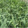 腎蕨 白發蕨 耐陰耐旱 工程綠化 園藝花壇綠植