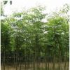 基地直銷(xiāo)黃山欒樹(shù)大樹(shù)苗北欒樹(shù)小苗園林綠化工程行道樹(shù)苗庭院植物