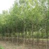 大量銷(xiāo)售白蠟樹(shù)苗 白臘苗 庭院綠化苗 工程速生白蠟苗