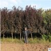 基地批發(fā)優(yōu)質(zhì)紫葉李樹(shù)苗 園林綠化苗木行道風(fēng)景樹(shù)紫葉李小苗