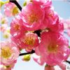 基地批發(fā)庭院街道綠化工程梅花苗 紅梅樹(shù)苗 大苗榆葉梅花嫁接