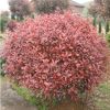 基地直銷(xiāo)紅葉石楠球紅葉石楠 行道綠化樹(shù) 紅葉石楠樹(shù)純正紅羅賓樹(shù)