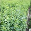 庭院盆栽植物四季丁香花苗 紫丁香花苗 白色丁香花樹(shù)苗