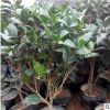 批發(fā)茶花樹(shù)小苗茶花盆栽四季常青盆栽山茶花苗綠化小苗量大優(yōu)惠