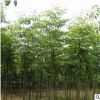 基地直銷(xiāo)黃山欒樹(shù)大樹(shù)苗北欒樹(shù)小苗園林綠化工程行道樹(shù)苗庭院植物