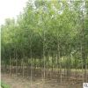 基地直銷工程綠化苗木合歡樹苗 絨花樹苗 合歡小苗規格全量大優惠