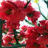 基地直銷(xiāo)日本海棠樹(shù)苗海棠花紅花垂柳海棠花苗海棠盆景盆栽花苗