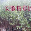 江南榿木