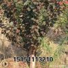 2-12公分美人梅 紅梅榆葉梅 珍珠梅綠梅工程綠化樹