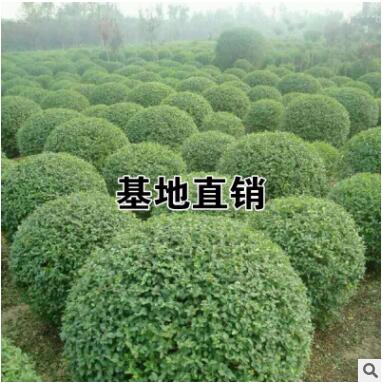 批發小葉女貞球 女貞球 園林景觀風景樹小葉女貞精球