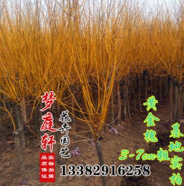 黃金槐苗 黃金槐樹(shù)苗 胸徑2-15cm黃金槐