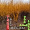 黃金槐苗 黃金槐樹苗 胸徑2-15cm黃金槐