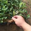基地直銷大棚種植櫻桃苗