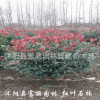 優(yōu)質(zhì)；紅葉石楠球 紅葉石楠球基地 批發(fā)紅葉石楠球