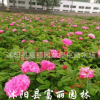 大馬士革玫瑰花苗價格 大馬士革玫瑰花苗基地 四季玫瑰